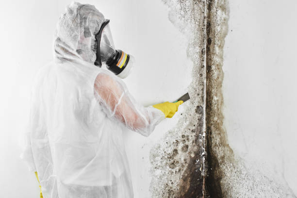 Mold Inspection, Removal & Remediation